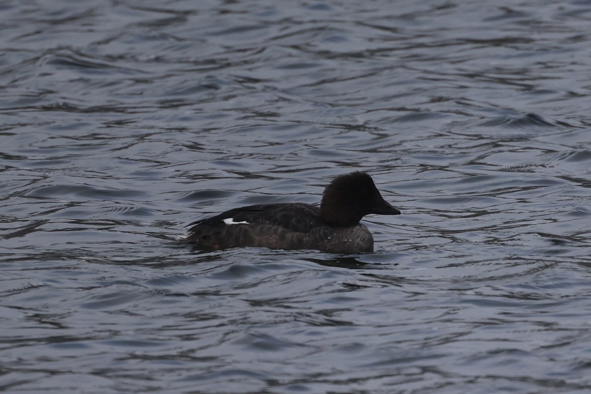 Barrow's Goldeneye - Andrew William