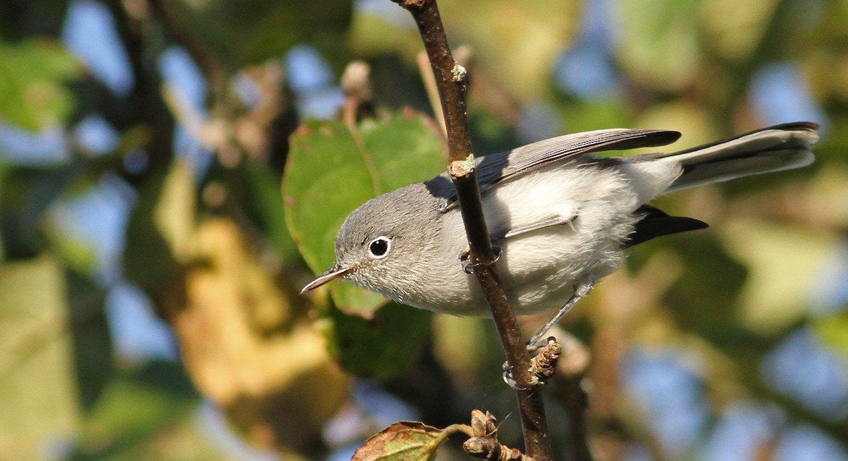 Blue-gray Gnatcatcher - ML61065241