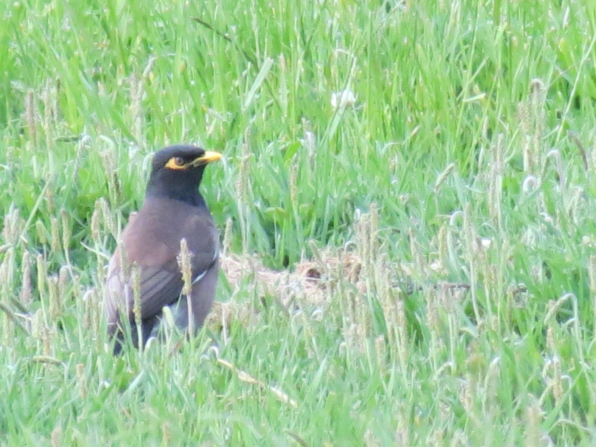 Common Myna - ML610652469