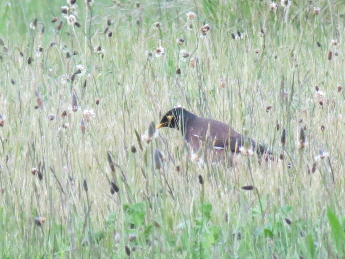 Common Myna - ML610652470