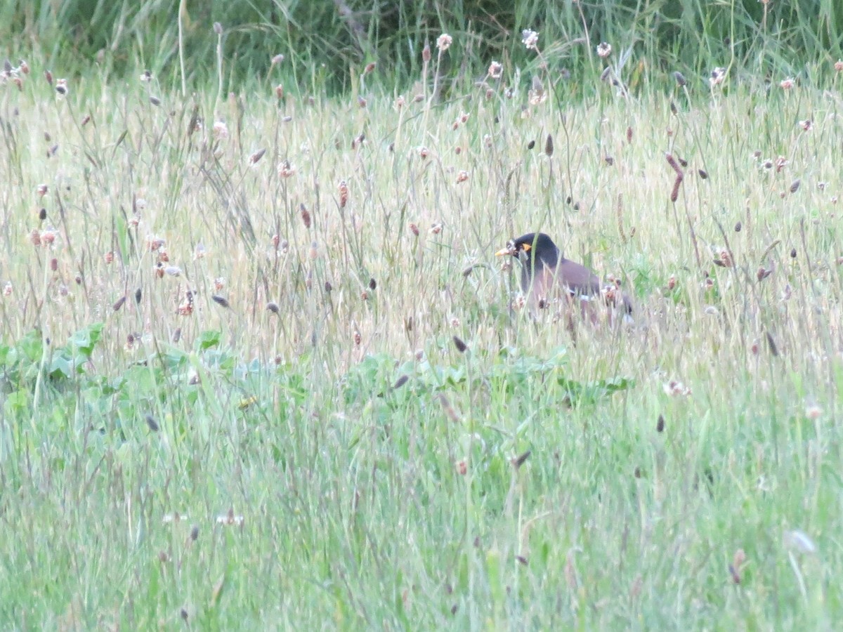 Common Myna - ML610652471