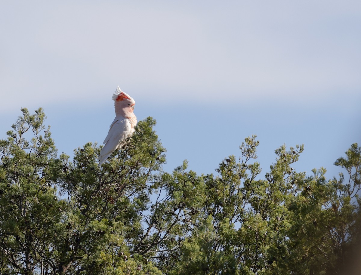 Pink Cockatoo - ML610652489