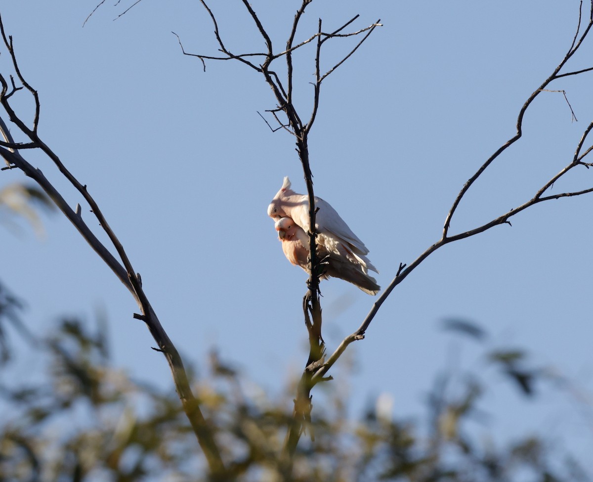 Pink Cockatoo - ML610652499