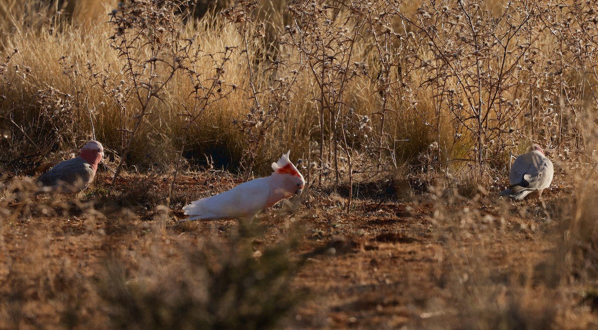 Pink Cockatoo - ML610652500