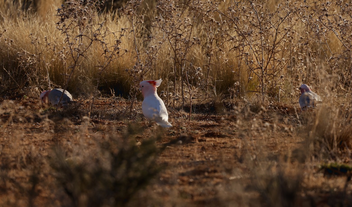 Pink Cockatoo - ML610652501