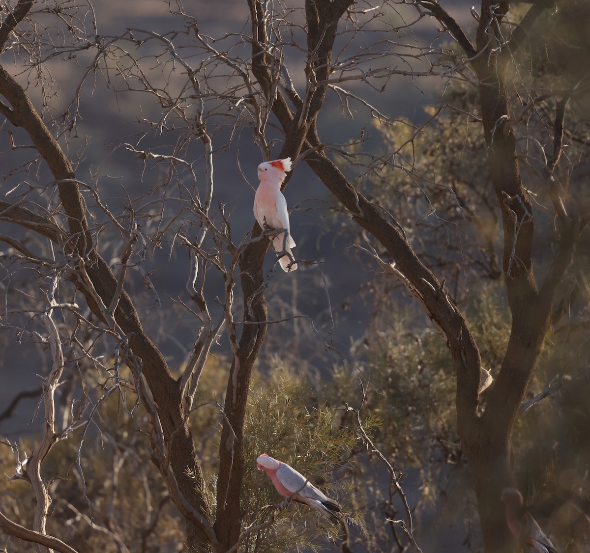 Pink Cockatoo - ML610652504