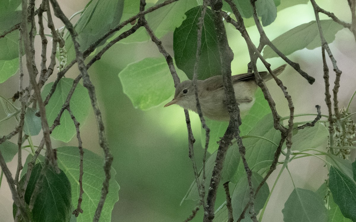 Western Olivaceous Warbler - ML610652546