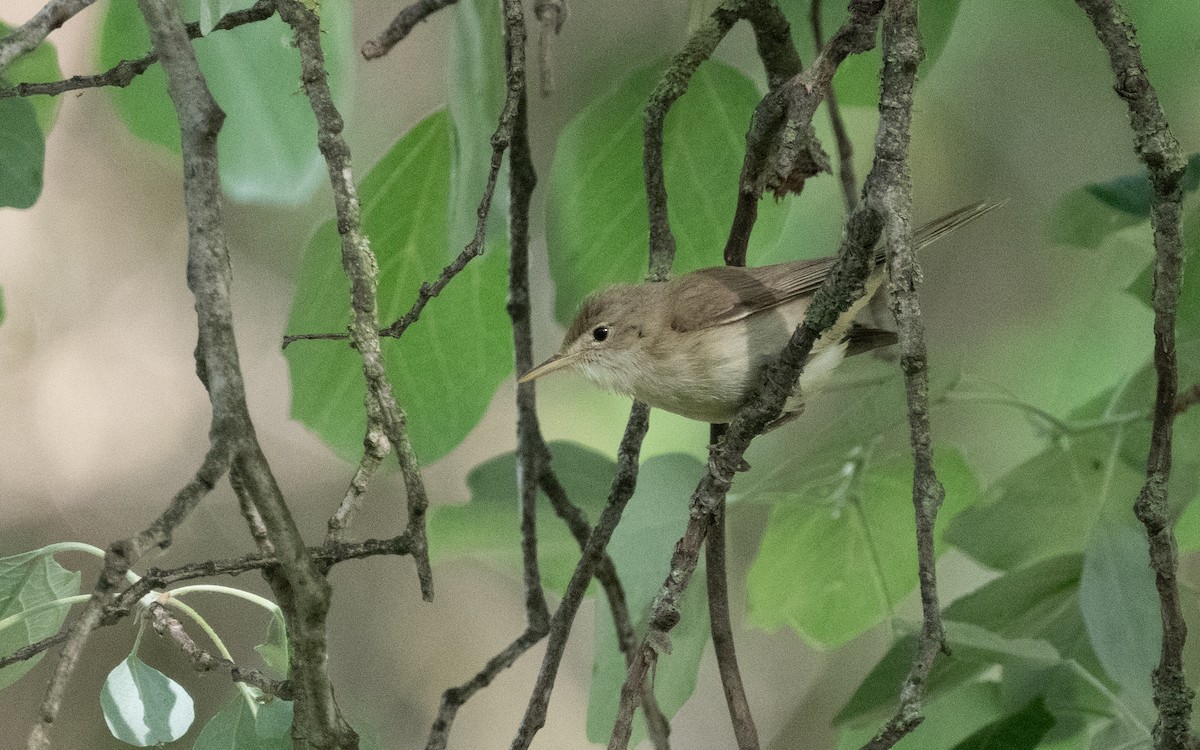 Western Olivaceous Warbler - ML610652547