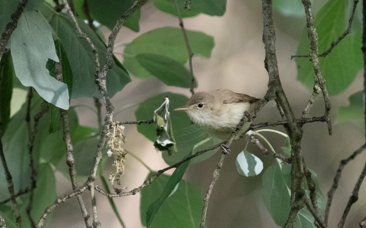 Western Olivaceous Warbler - ML610652558