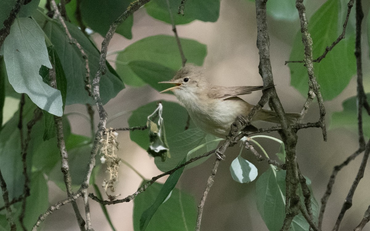 Western Olivaceous Warbler - ML610652562