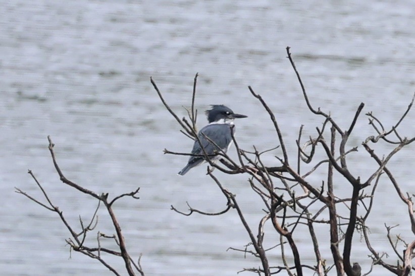 Belted Kingfisher - Andrew William