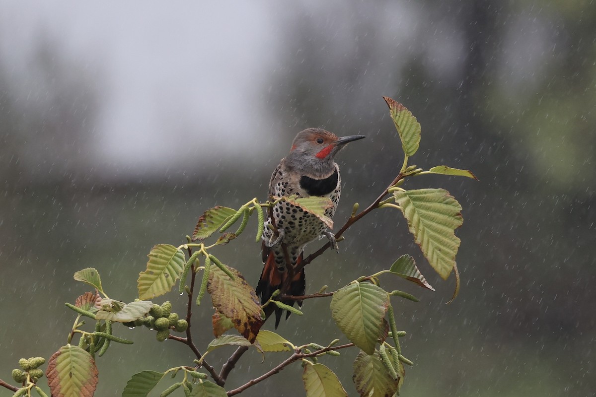 Northern Flicker - Andrew William