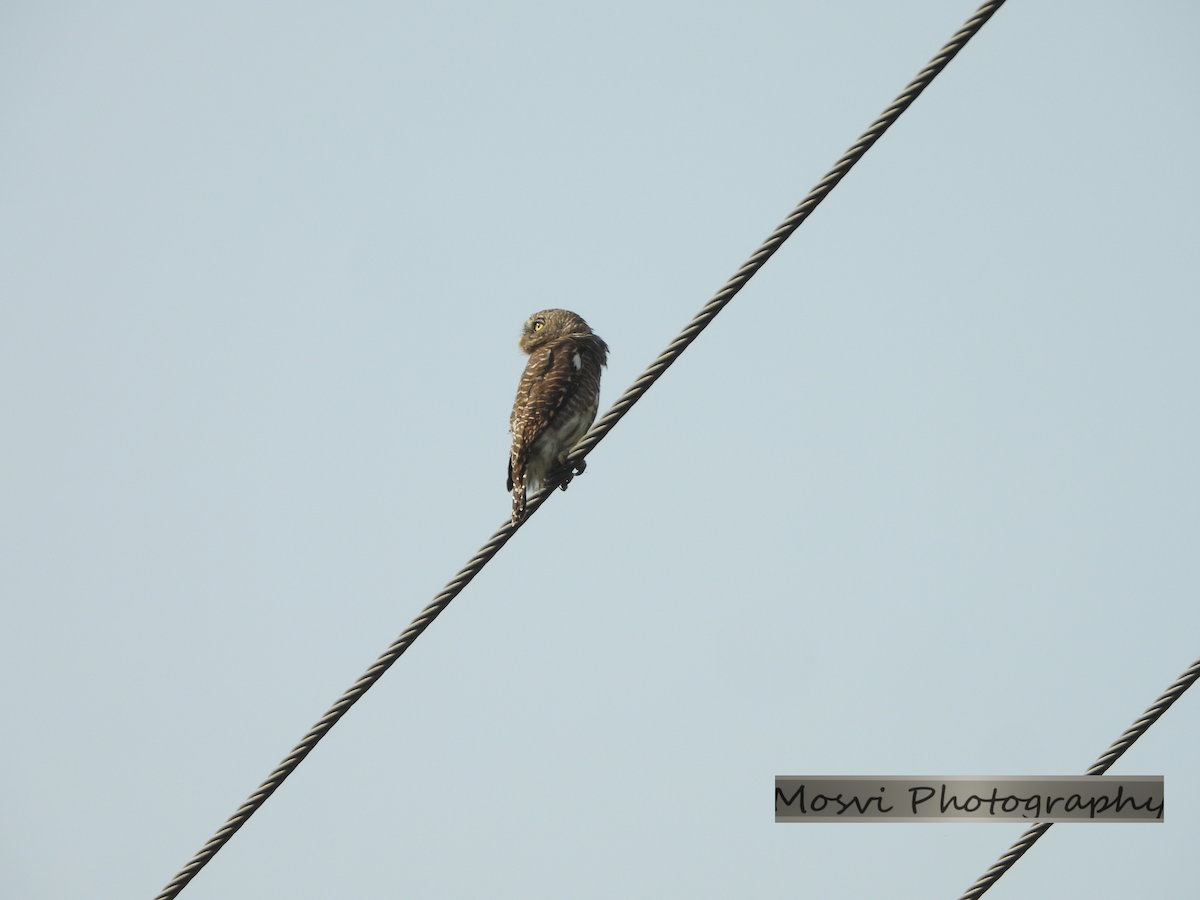 Asian Barred Owlet - ML610652636