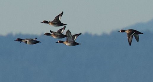 Greater Scaup - Justin Santiago