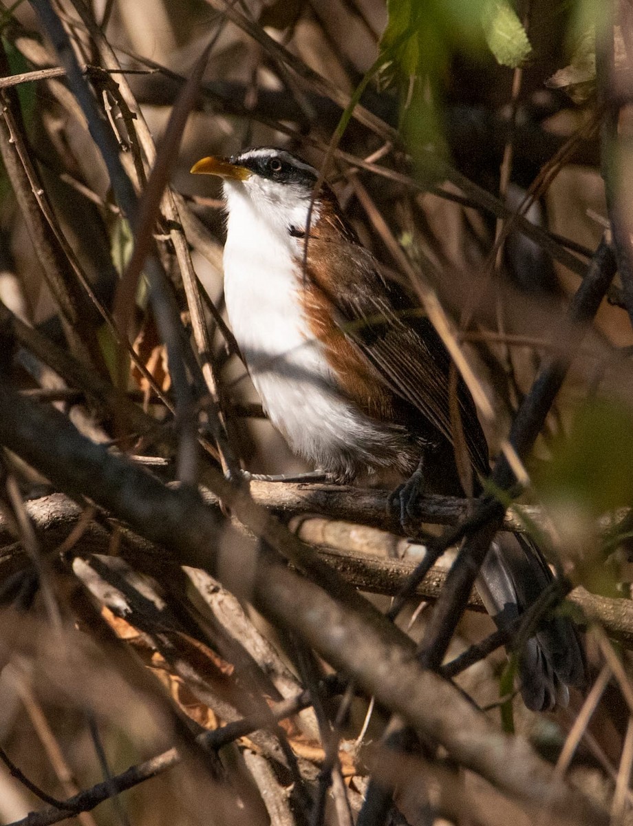 White-browed Scimitar-Babbler - Team Incredible Birding