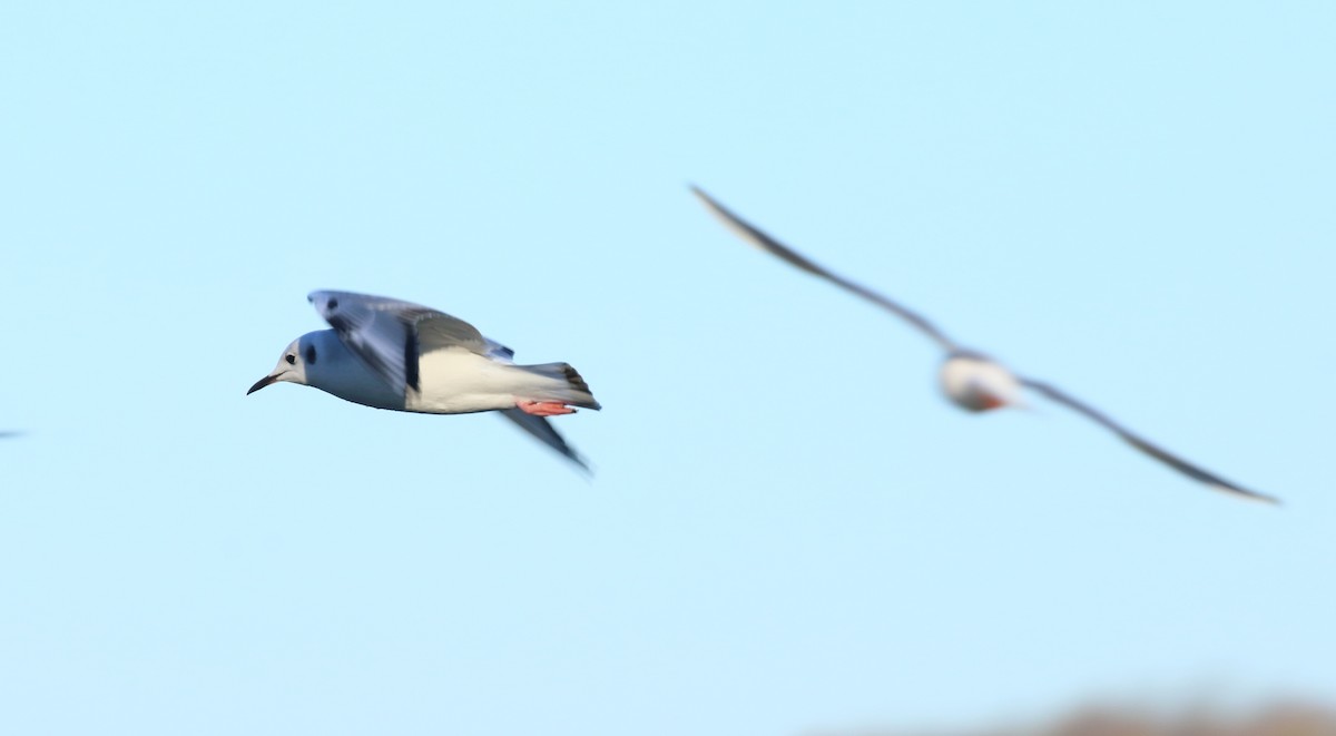 Bonaparte's Gull - ML610652658