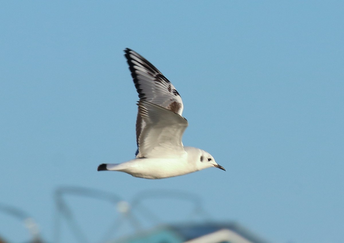 Bonaparte's Gull - ML610652659