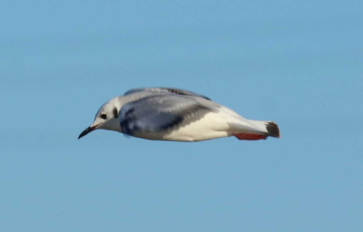 Bonaparte's Gull - ML610652660