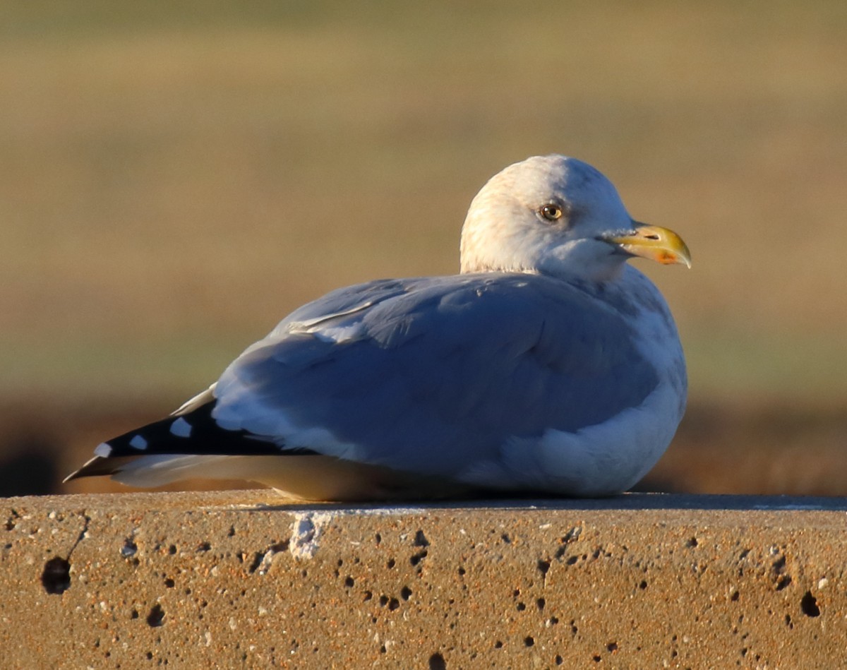 Herring Gull (American) - ML610652661