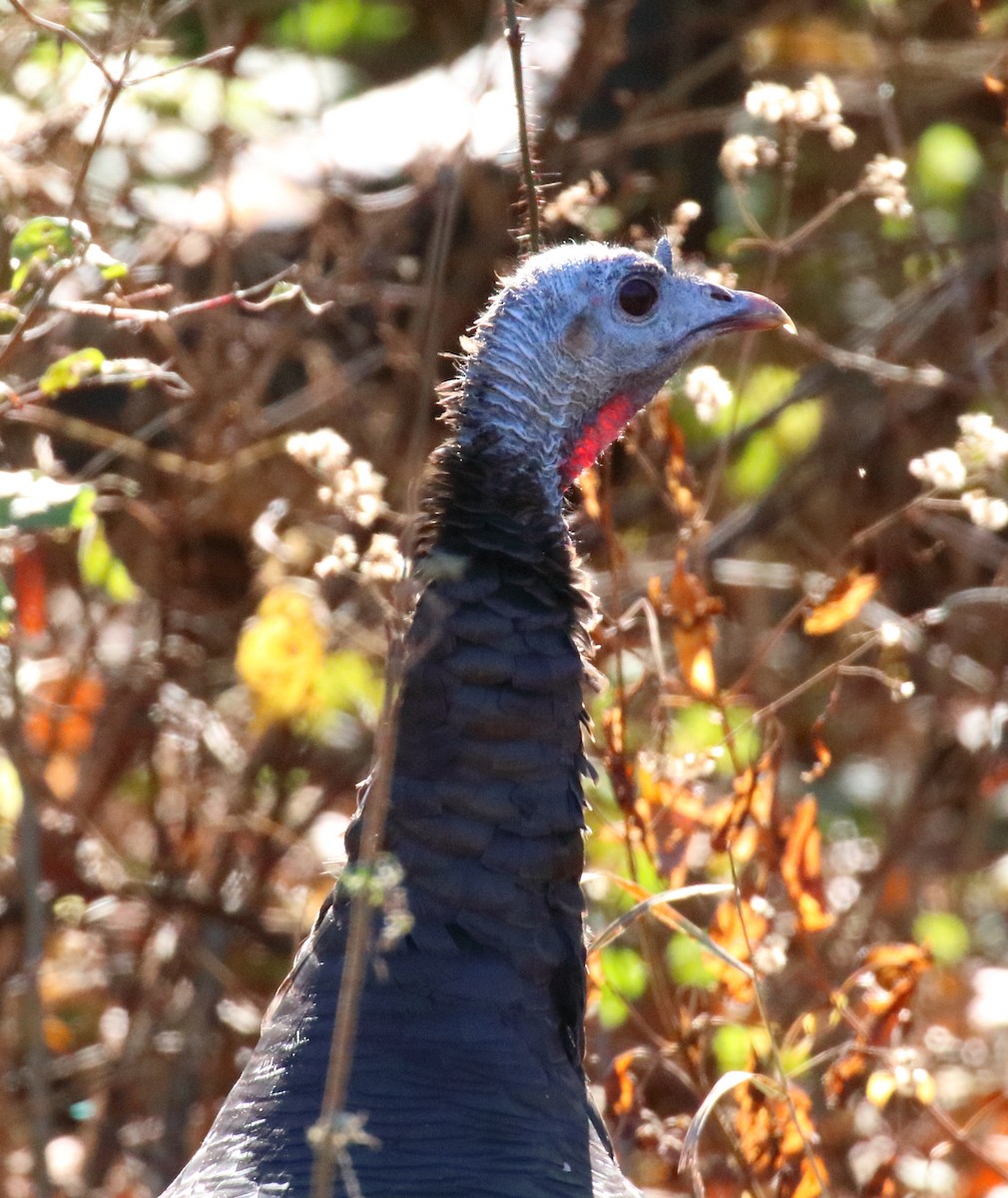 Wild Turkey - ML610652671