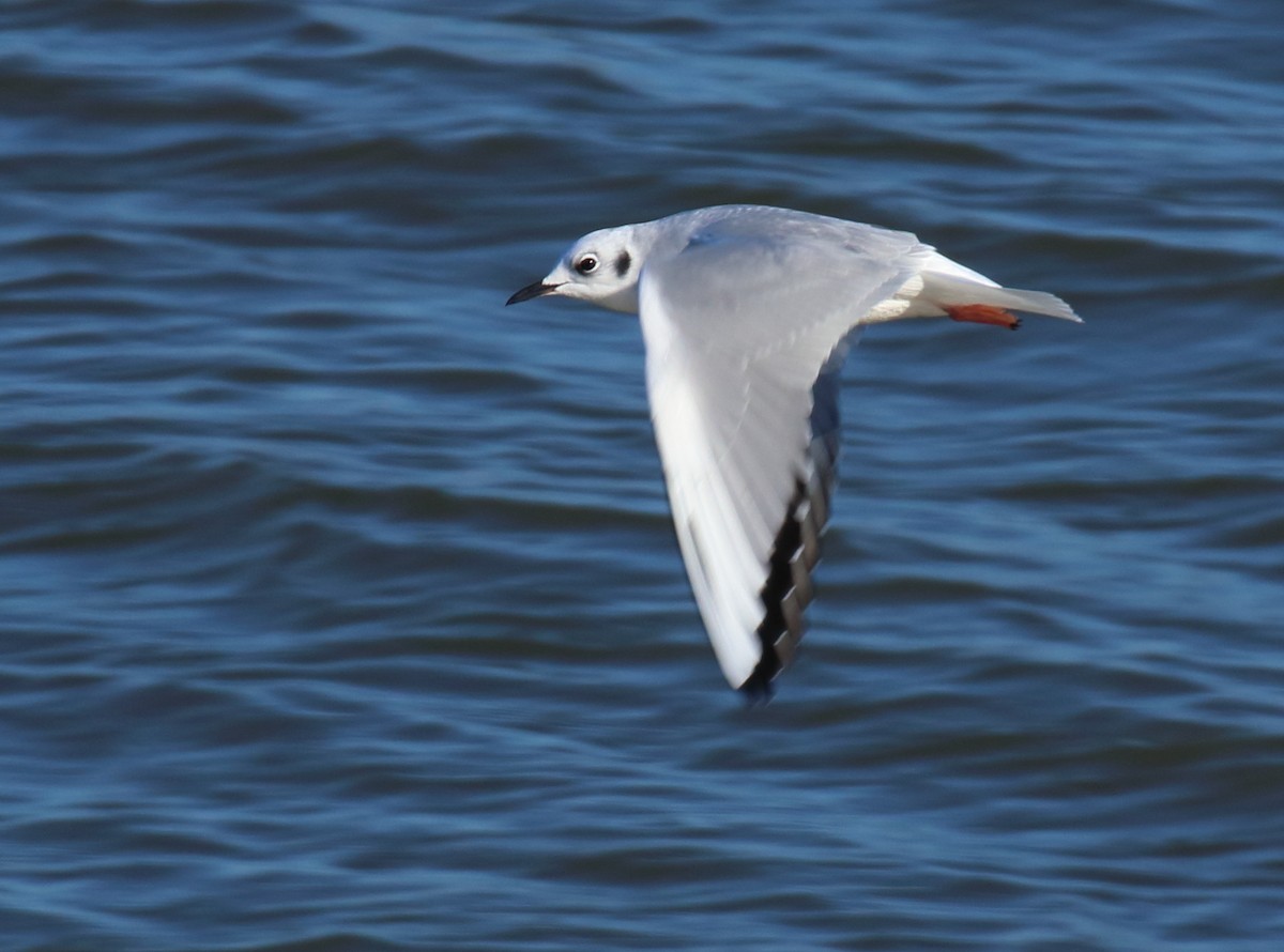 Bonaparte's Gull - ML610652674