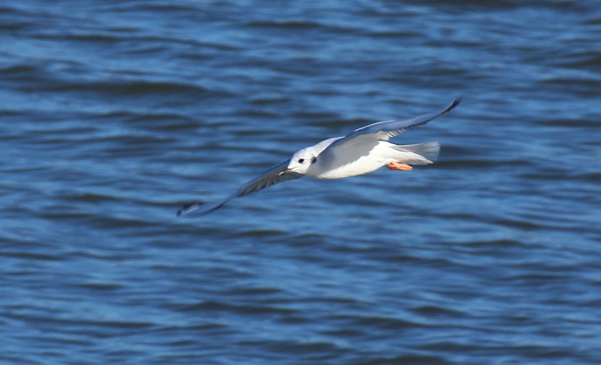 Bonaparte's Gull - ML610652676