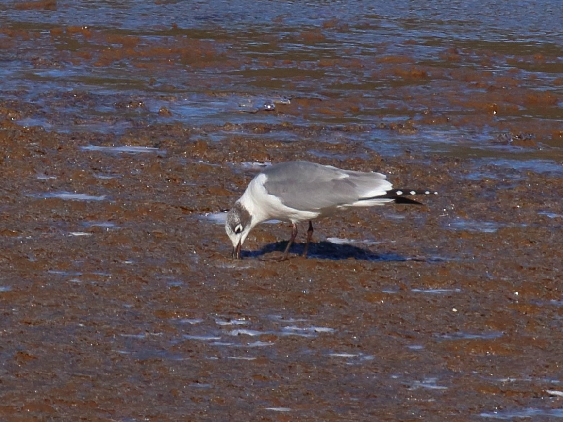 Franklin's Gull - ML610652679