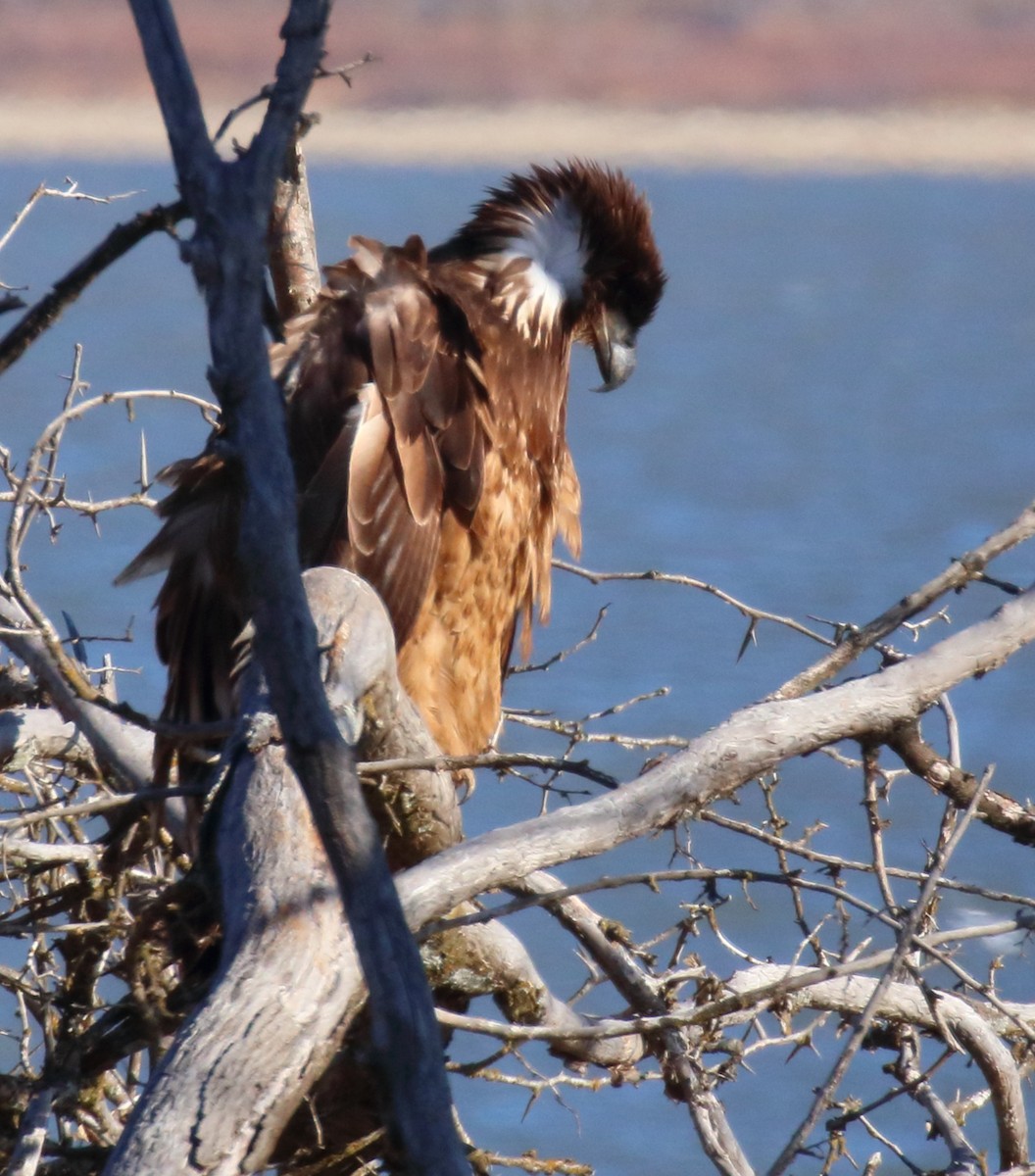 Bald Eagle - Mark E Land