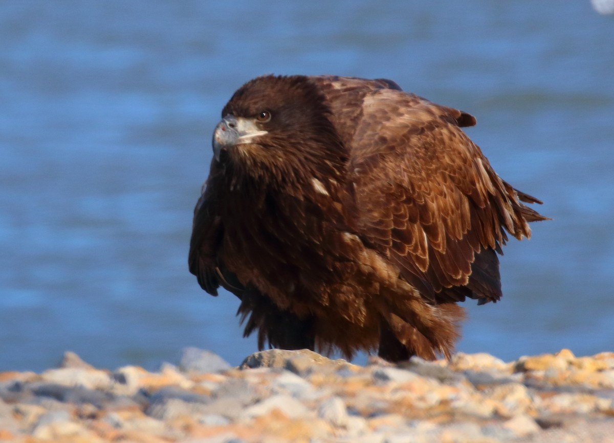 Weißkopf-Seeadler - ML610652686