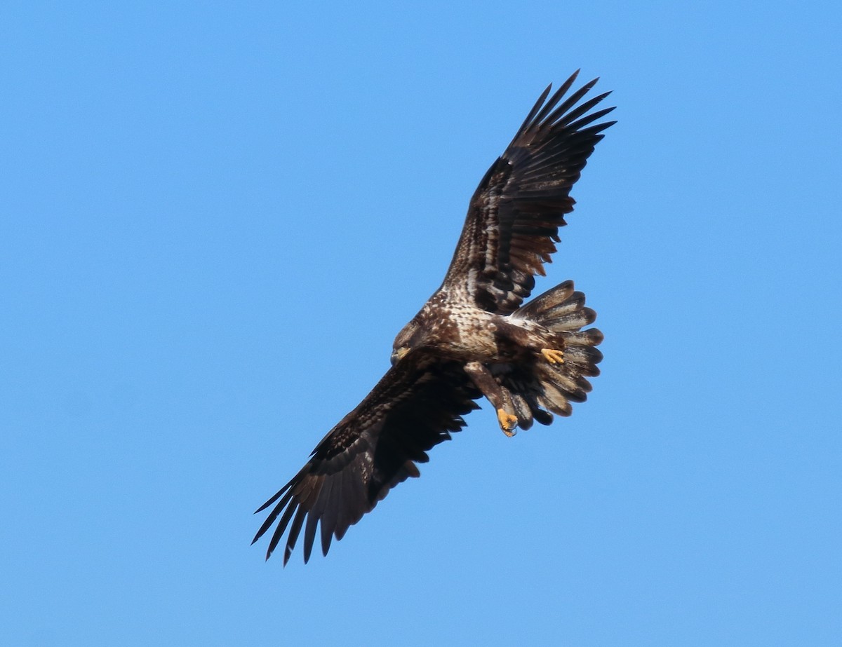 Weißkopf-Seeadler - ML610652691