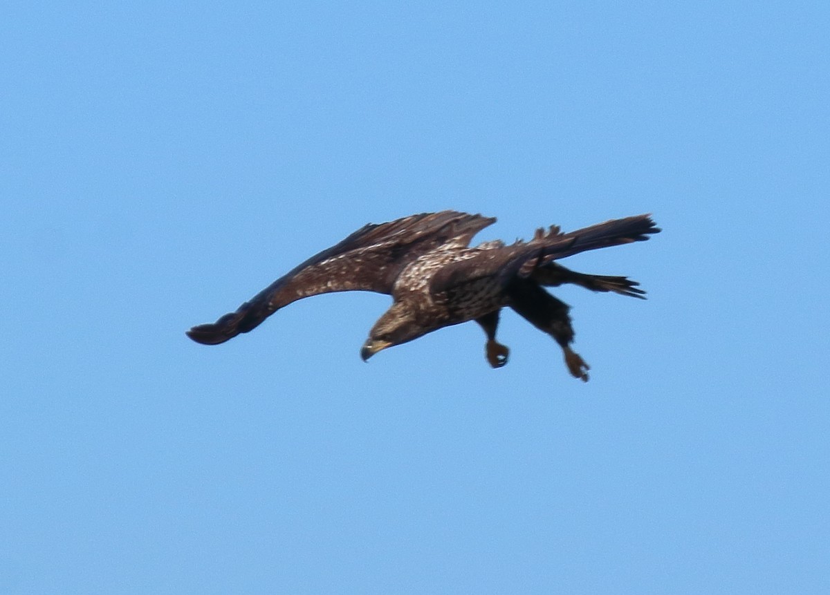 Weißkopf-Seeadler - ML610652694