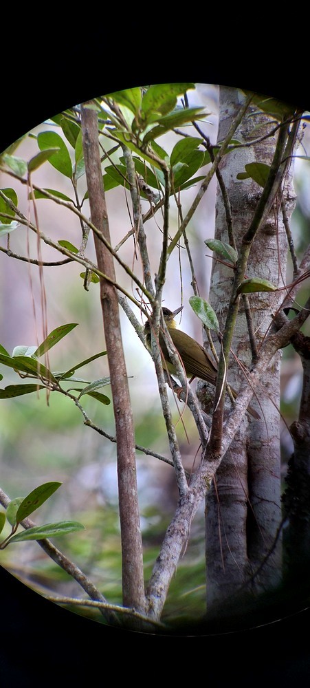 Long-billed Bernieria - ML610652704