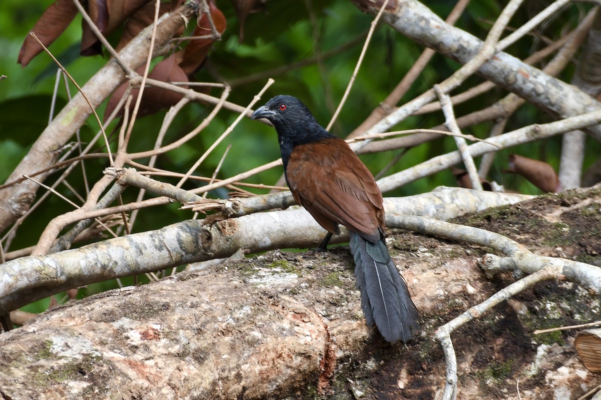 Greater Coucal - ML610652723