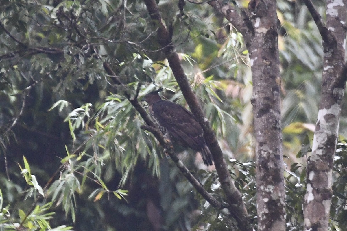 Wallace's Hawk-Eagle - ML610652736