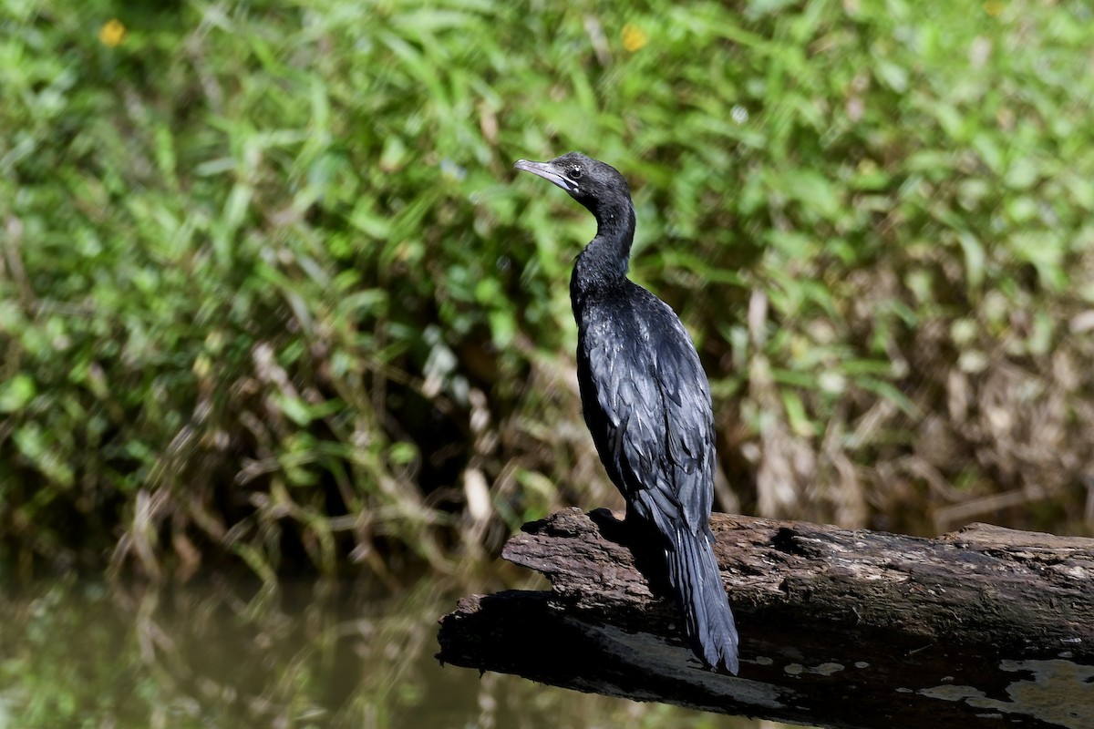 Little Cormorant - ML610652750