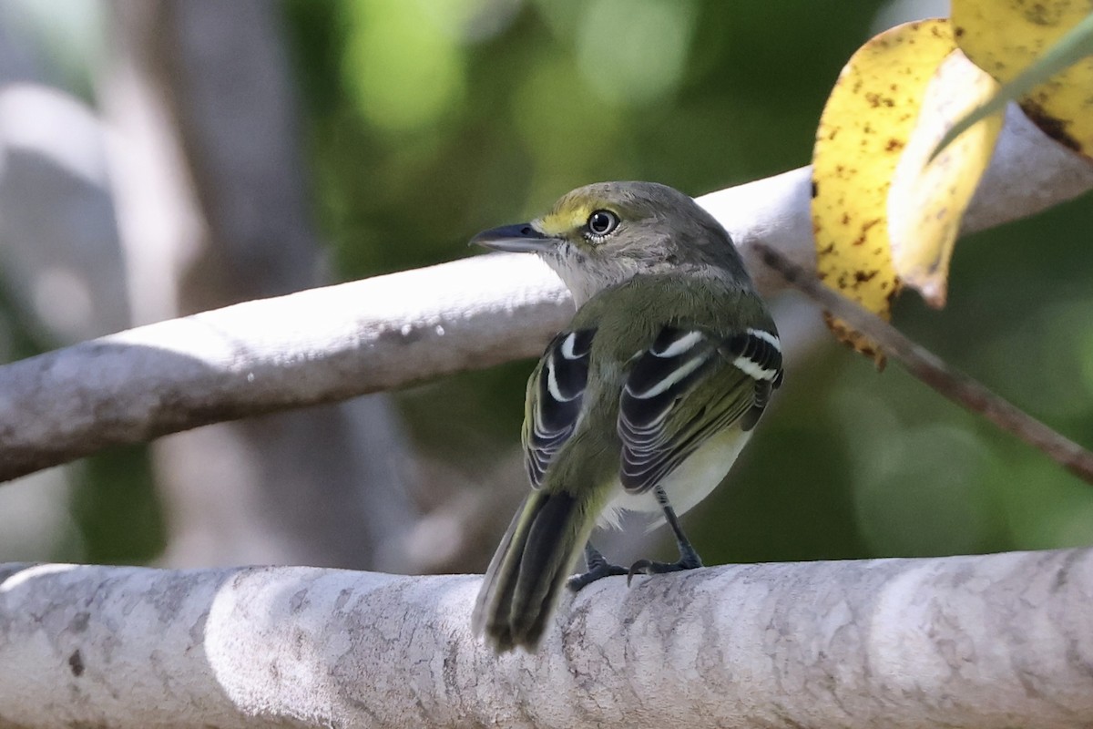 Weißaugenvireo - ML610652810