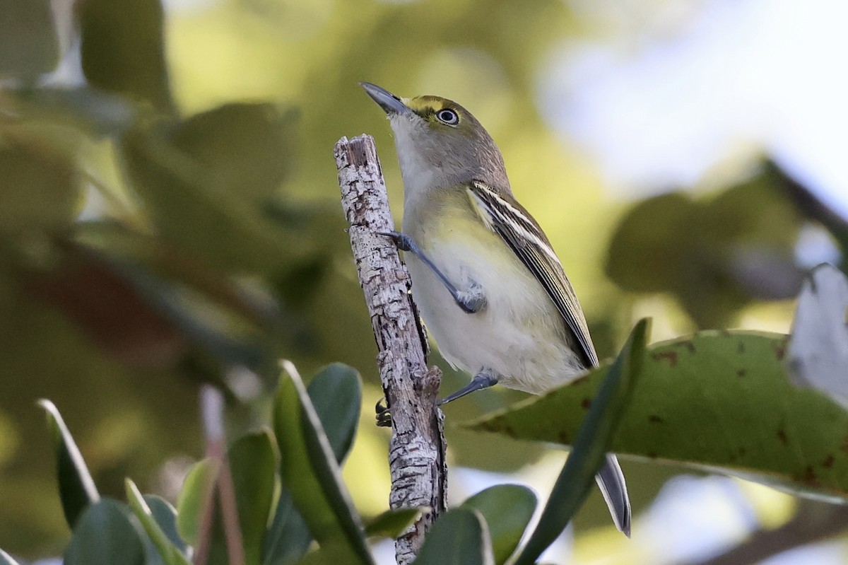 Ak Gözlü Vireo - ML610652814