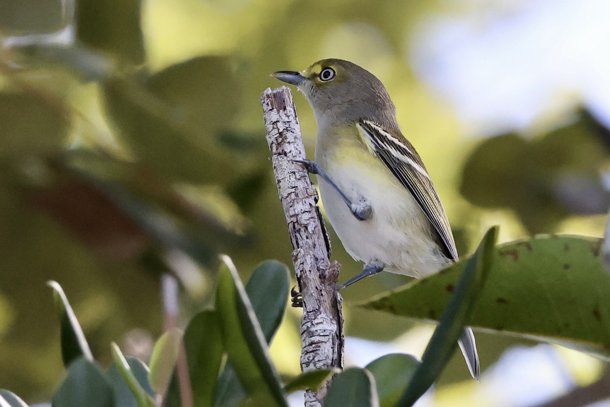 Ak Gözlü Vireo - ML610652815