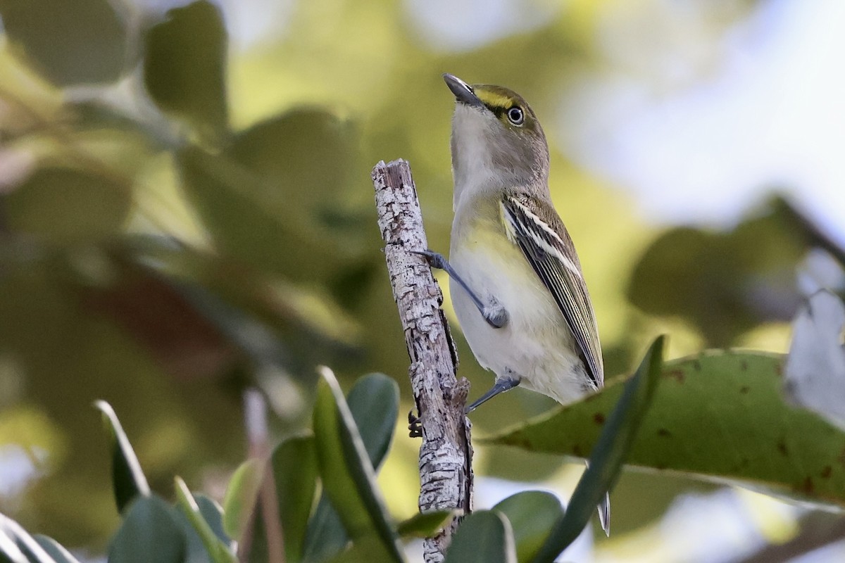 White-eyed Vireo - Alice Church