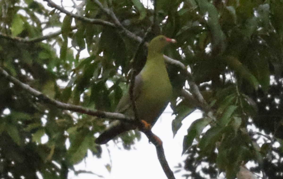 African Green-Pigeon - Sea Williams