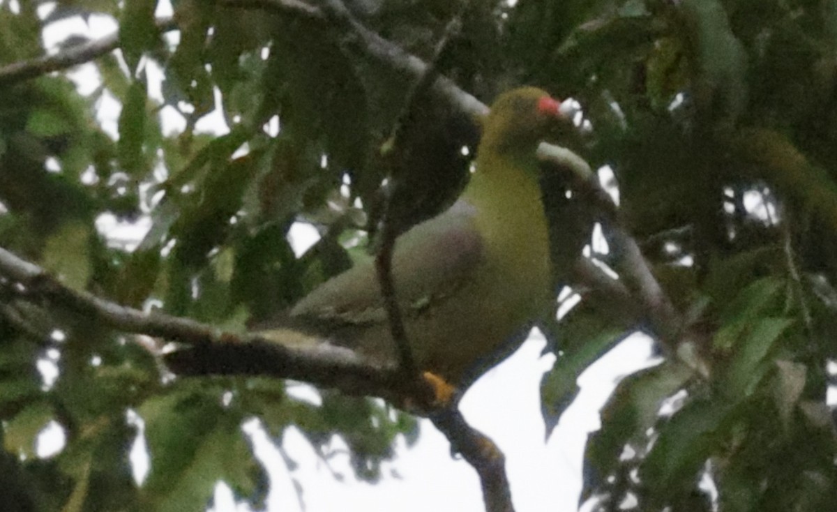 African Green-Pigeon - ML610653122