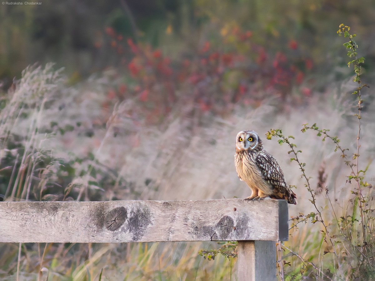 Short-eared Owl - ML610653125