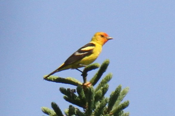 Western Tanager - ML61065321