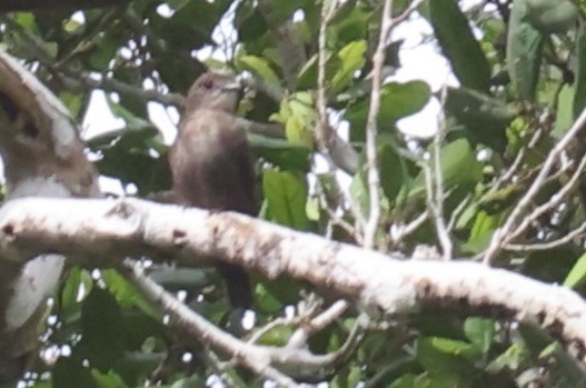 Ussher's Flycatcher - ML610653229