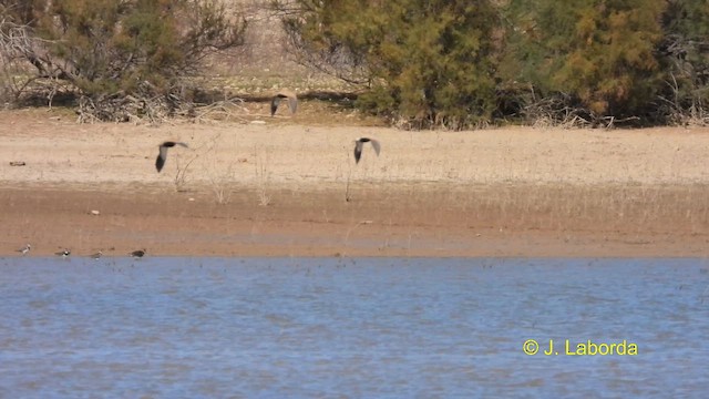 Ganga unibande - ML610653448