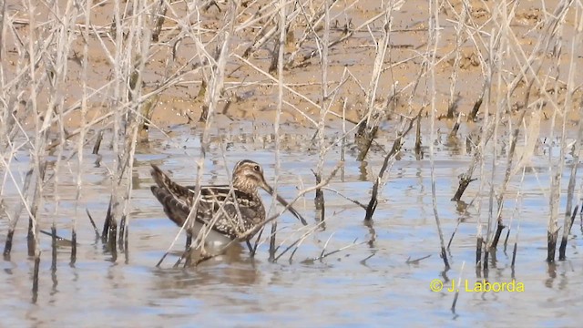 Common Snipe - ML610653462