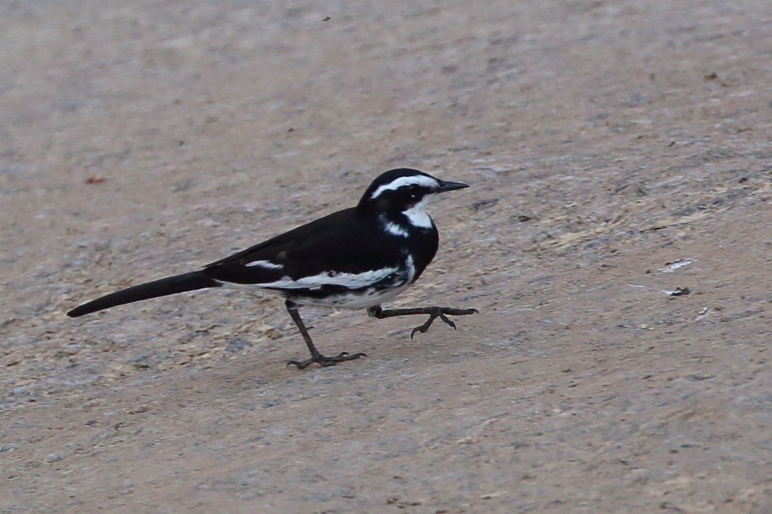 African Pied Wagtail - ML610653474