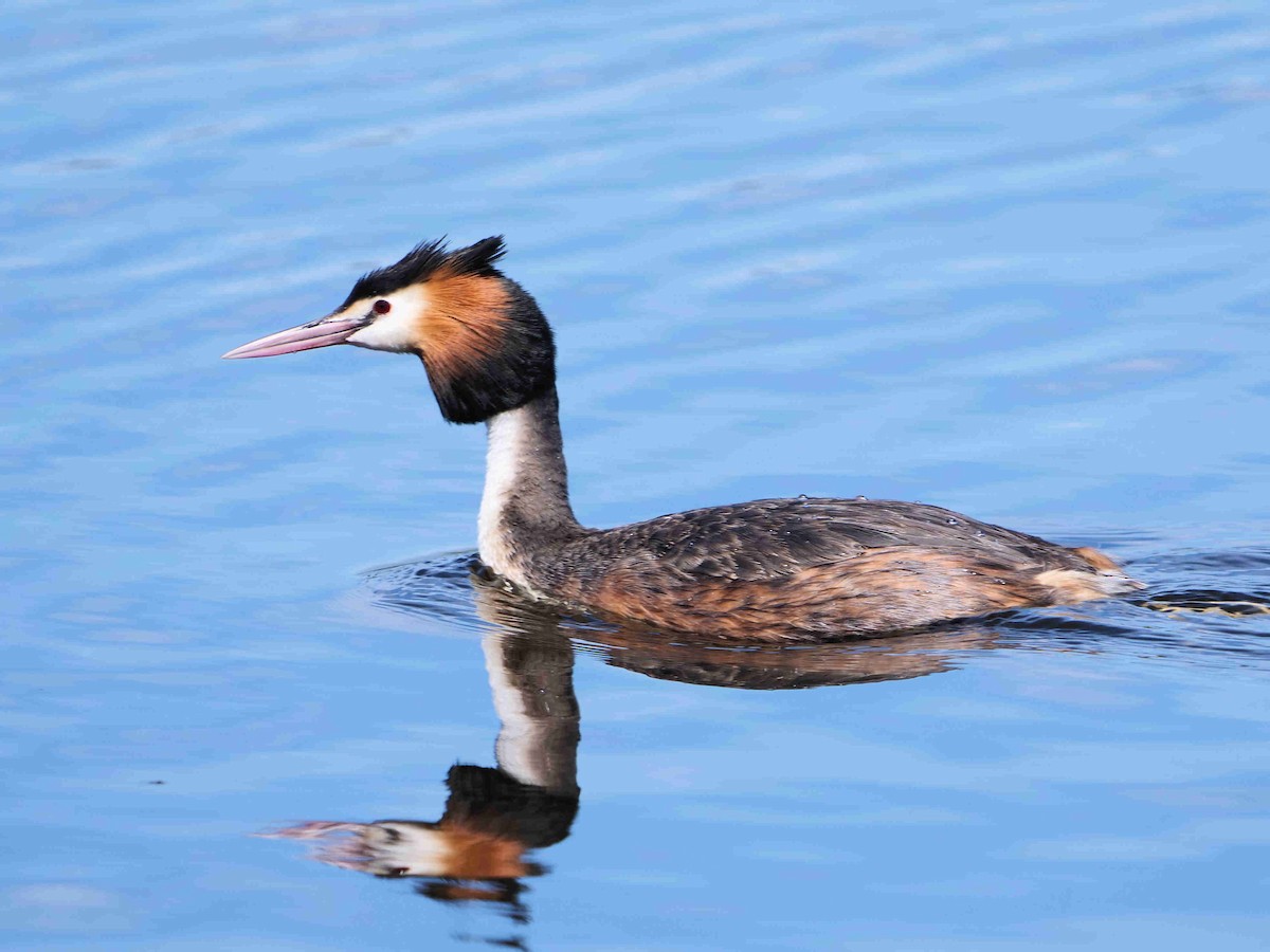 Great Crested Grebe - ML610653496
