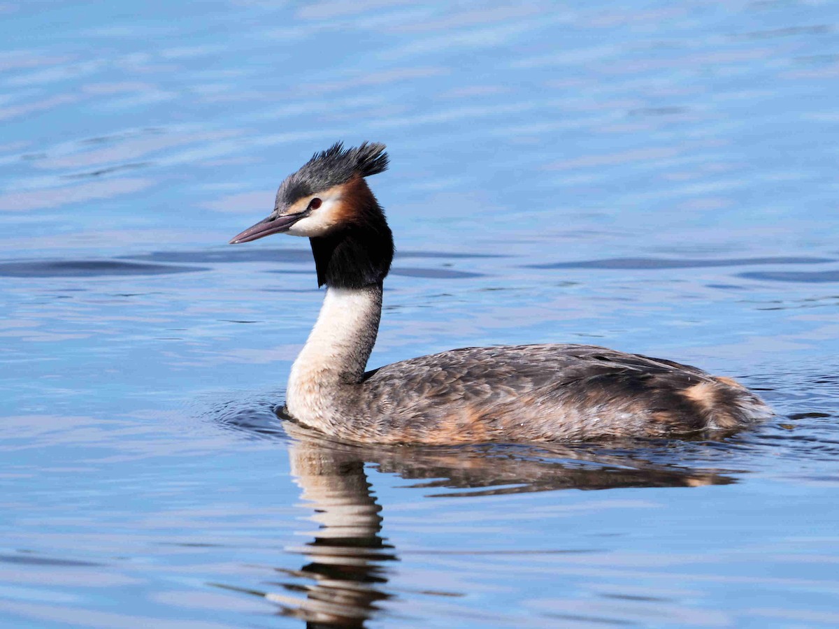 Great Crested Grebe - ML610653497