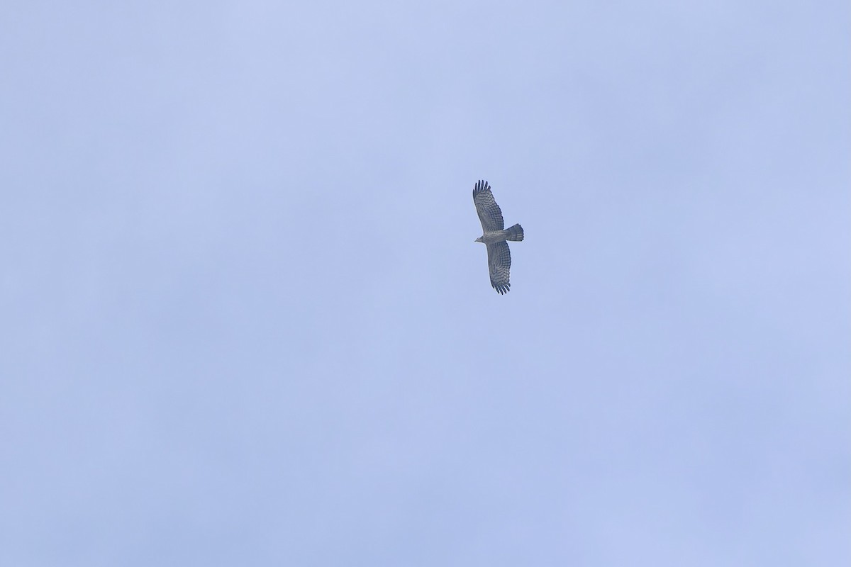 Oriental Honey-buzzard (Northern) - ML610653516